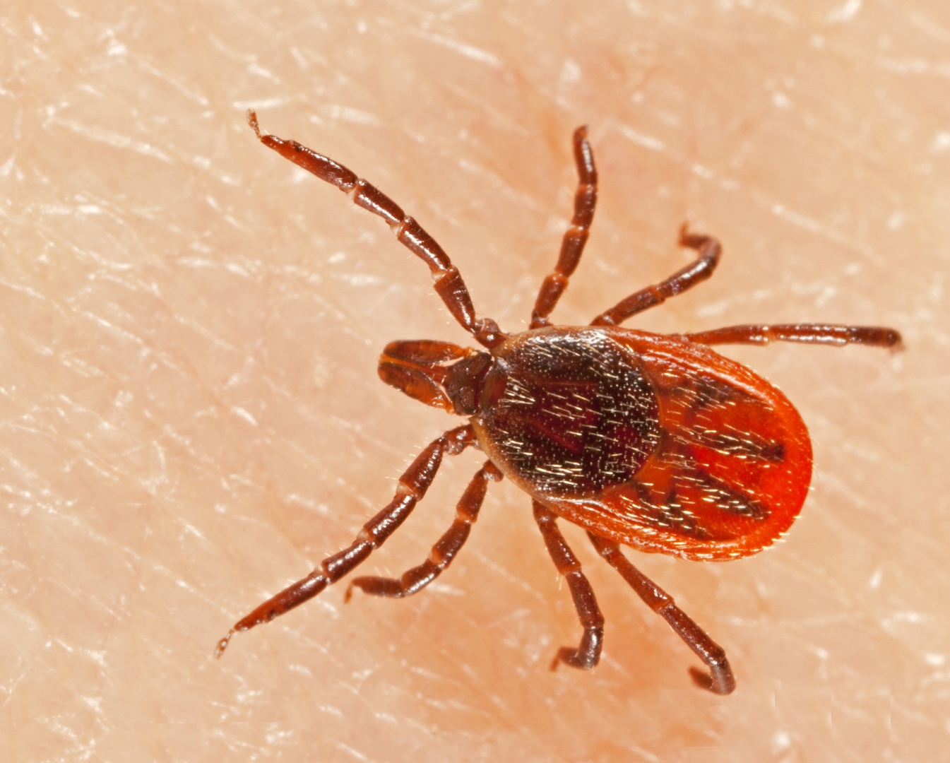 blacklegged deer tick (Photo by )
